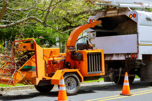 Best Utility Line Clearance  in Seagraves, TX