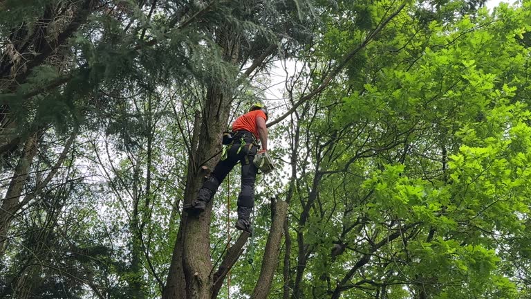 Why Choose Our Tree Removal Services in Seagraves, TX?